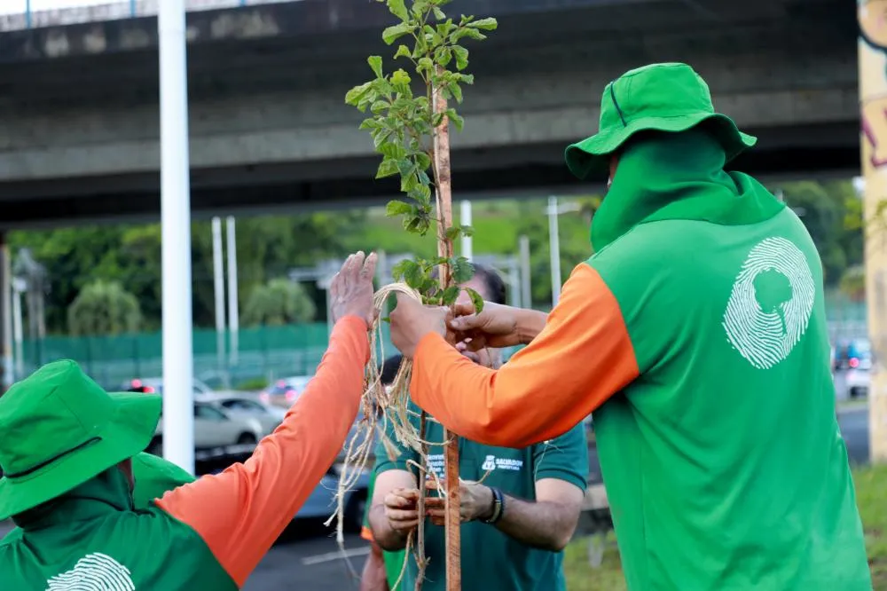 Cidadãos em Salvador poderão participar da Operação Plantio Chuva 2024